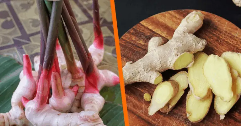 Cómo cultivar jengibre en casa: guía completa, paso a paso y sin complicaciones