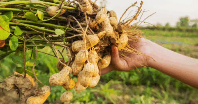 Cómo cultivar cacahuetes en casa: guía práctica para principiantes