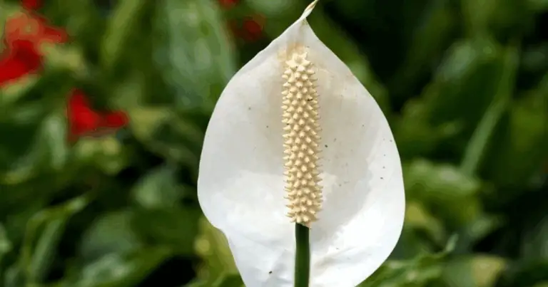 Cuidados del lirio de la paz: guía completa para un Spathiphyllum sano y con más flores