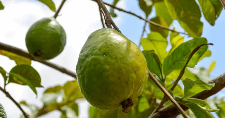 Guía completa para cultivar guayaba en casa
