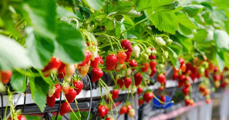 Cómo cultivar fresas en casa de manera fácil y práctica