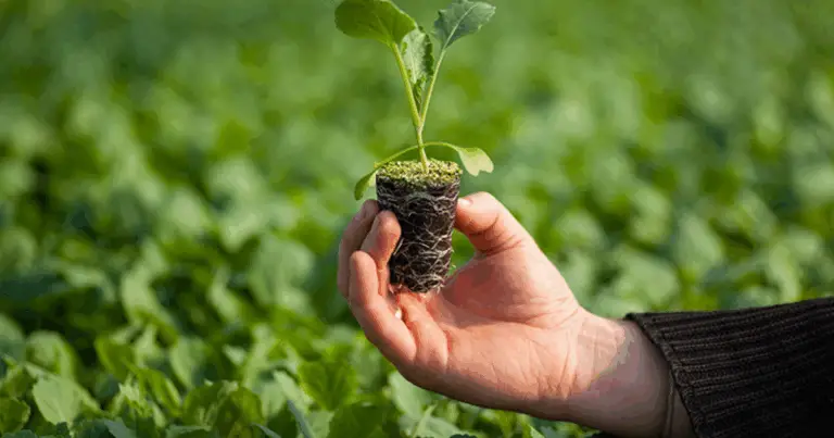 El secreto de las plántulas fuertes: cómo usar la hoja de laurel en tomates y pimientos