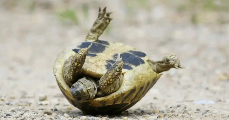 Anatomía de la tortuga: guía completa del caparazón, el plastrón y todo lo que hay debajo