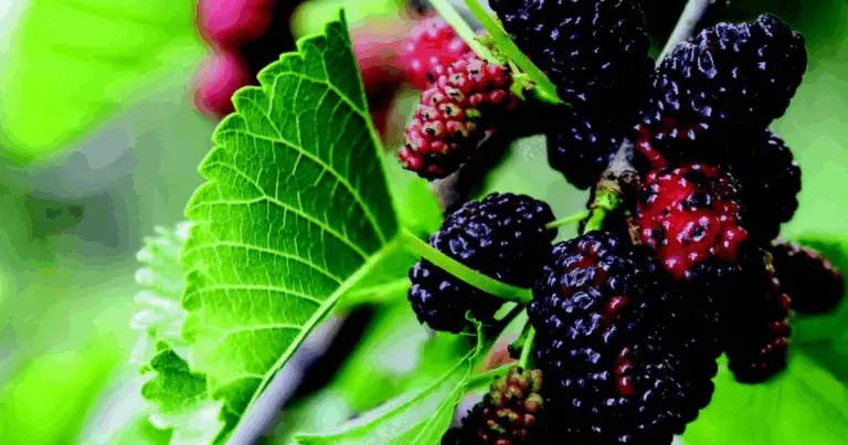 La morera: el árbol ideal para plantar en tu terreno