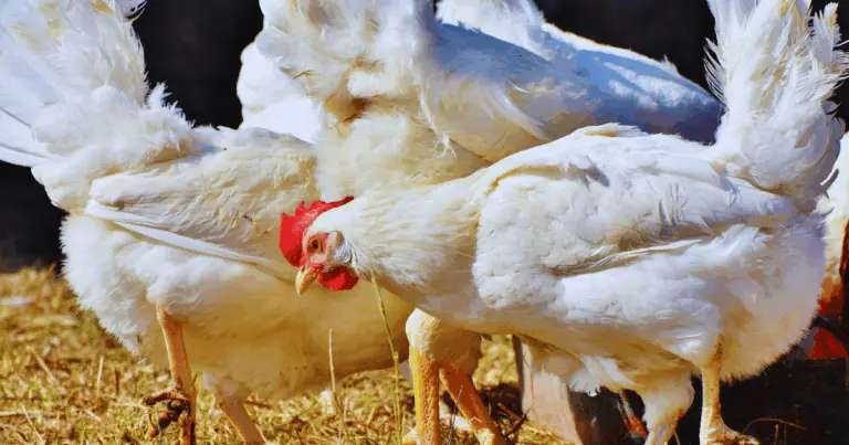 Truco inteligente para dar melón a las gallinas sin desperdicio