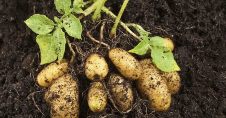 Cómo cultivar batatas en casa con una sola raíz: guía completa, paso a paso