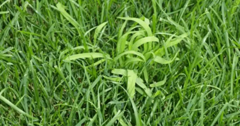 Cómo reconocer y controlar el pâturin anual en el jardín