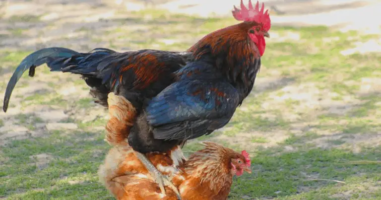 El ciclo de reproducción de las gallinas: de la fecundación a la eclosión de los pollitos