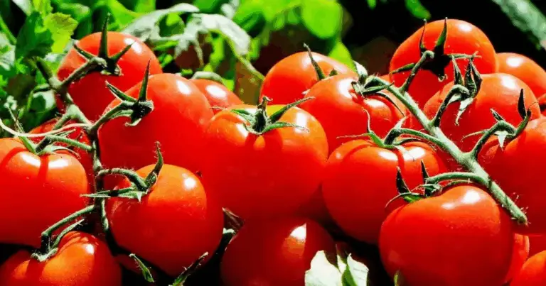 Secretos para una cosecha abundante y sabrosa de tomates