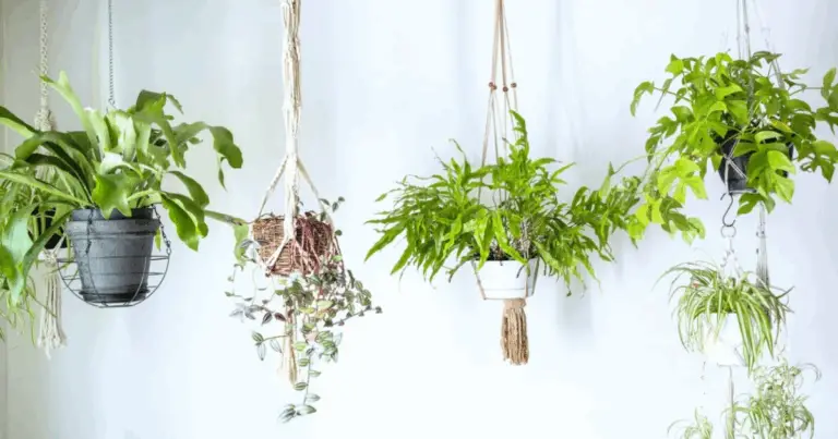 Plantas con flores colgantes: cómo crear un jardín lleno de encanto