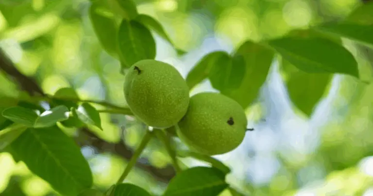 Cómo podar nogales para maximizar la producción de nueces