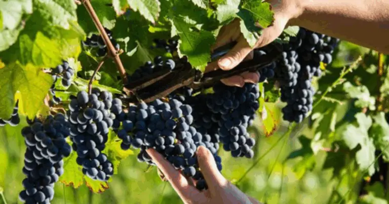 Consejos para una poda de vid eficiente y productiva