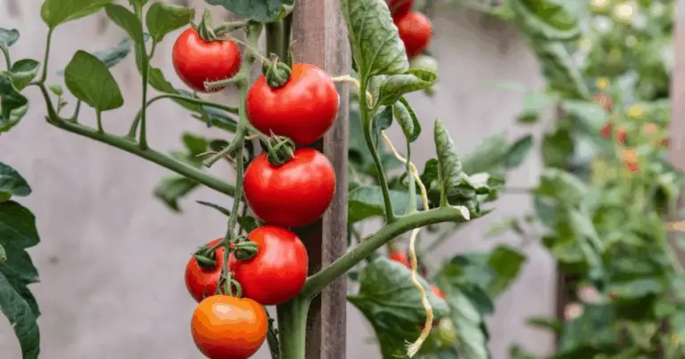 Cómo cultivar tomates en casa y disfrutar de una cosecha fresca todo el año