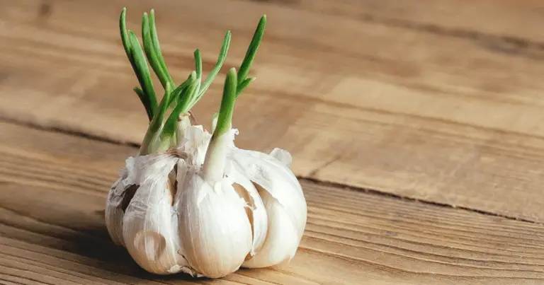 Cómo cultivar ajo en macetas: fresco, saludable y disponible todo el año