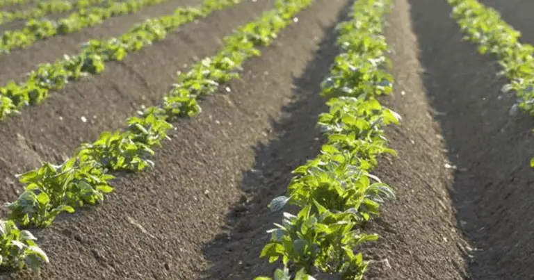 Rotación de cultivos: método práctico, sostenible y rentable para tu huerto