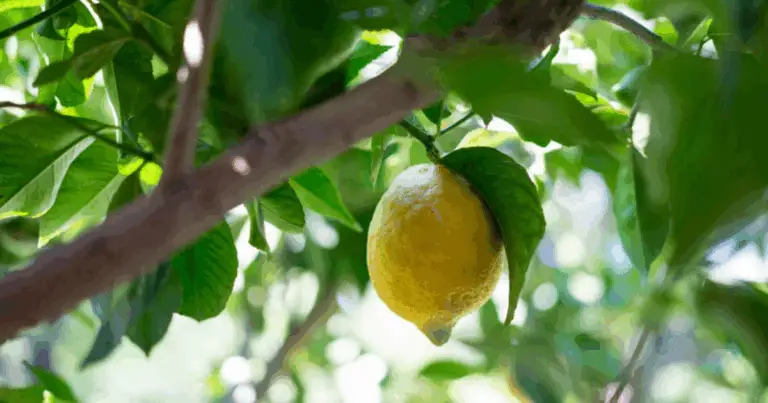 Cómo cultivar limones jugosos en casa: guía completa para tu jardín o balcón