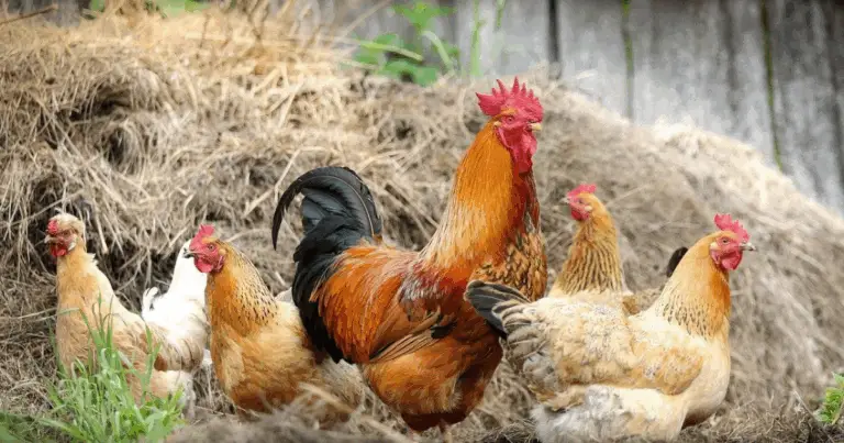 Cómo criar gallinas de forma adecuada y aumentar la producción de huevos