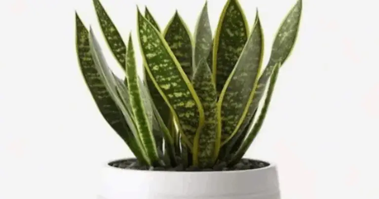 Lengua de suegra: secretos y cuidados de una planta resistente y beneficiosa