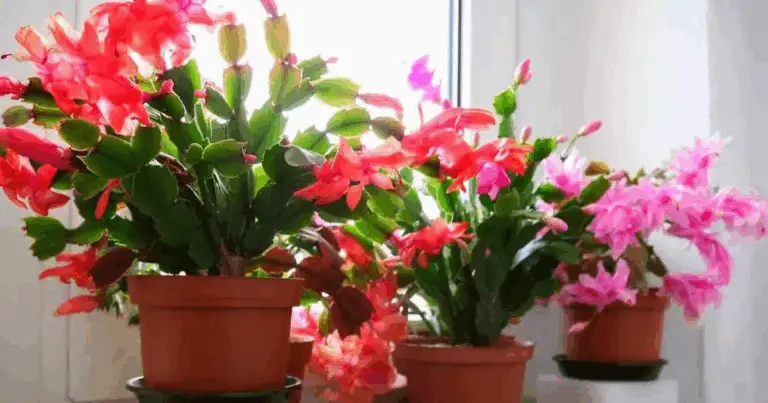 Cactus de Navidad: cuidados completos para una floración duradera (guía práctica y sin complicaciones)
