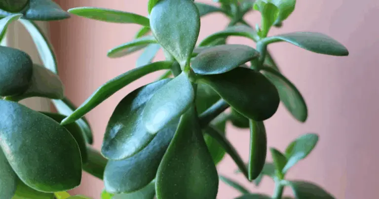 Cómo cuidar la planta de jade en casa para atraer prosperidad y bienestar