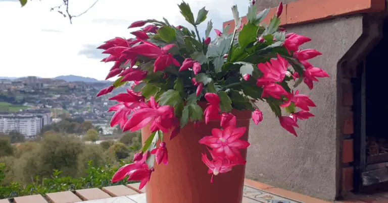 Cactus de Navidad: guía completa para lograr una floración continua