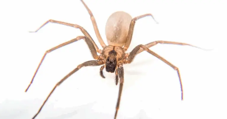 Guía completa para reconocer arañas en casa y convivir con ellas de forma segura