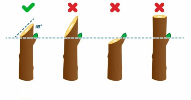 Guía completa para la poda correcta de frutales