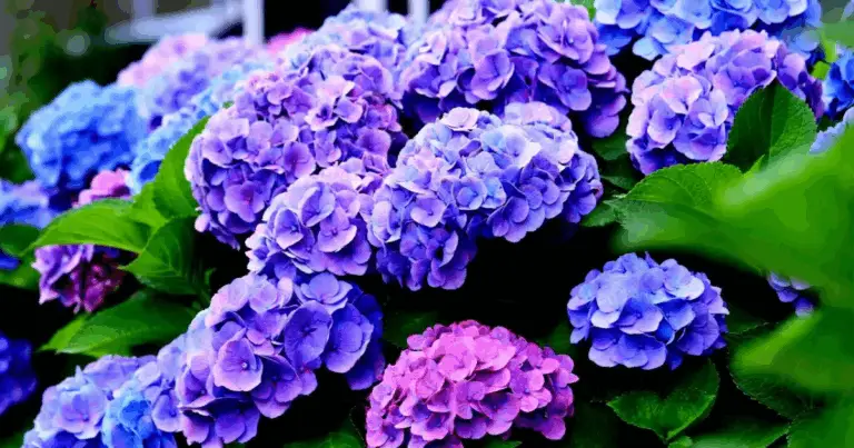 Cuidado de las hortensias: cómo cambiar el color de sus flores y mantenerlas espectaculares