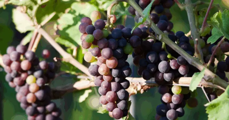 Cómo podar la vid para obtener cosechas abundantes y de calidad