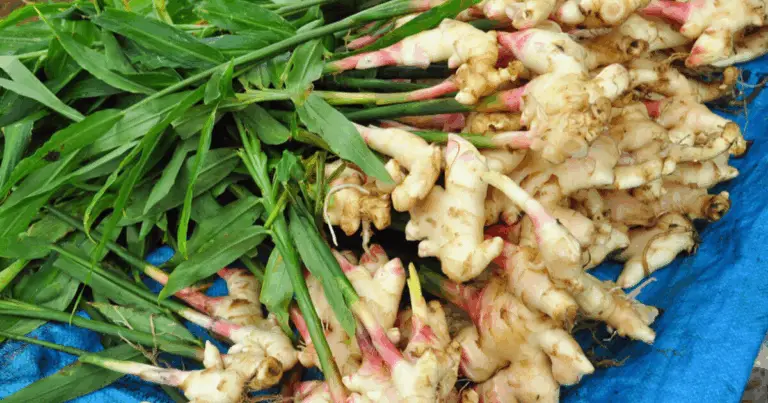 Cómo plantar jengibre y disfrutar de su belleza ornamental y culinaria