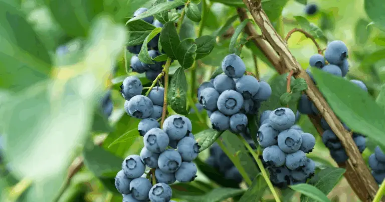 Cómo cultivar arándanos en casa: guía completa para disfrutar de este superalimento