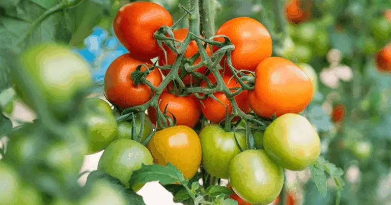 Agua de arroz como fertilizante natural para tomates: el truco ecológico que potencia tu cosecha