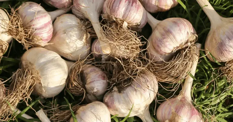 Cómo cultivar ajo en casa: guía completa para una cosecha abundante