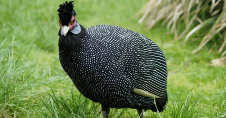 Tipos de pintadas: variedades principales y características