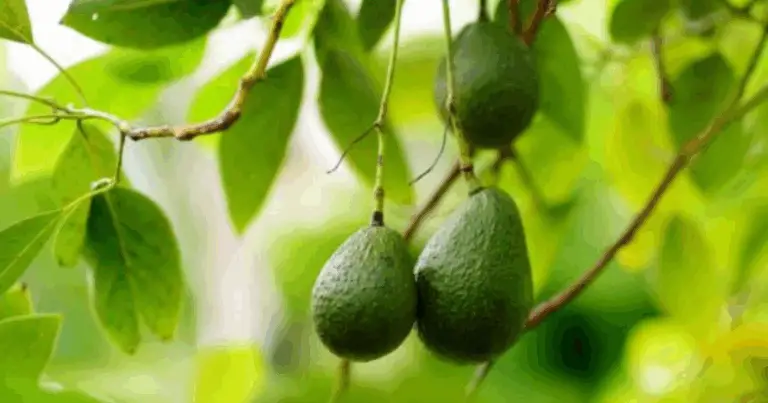 Cómo plantar aguacate rápido con una técnica poco común