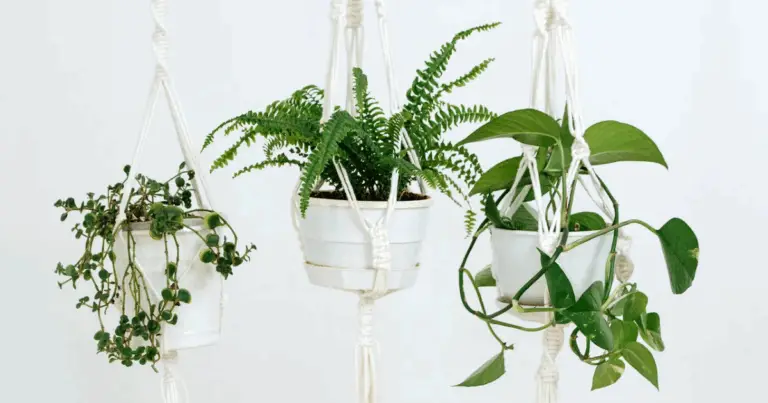 Plantas colgantes: guía completa para decorar, cuidar y multiplicar tu jungla interior