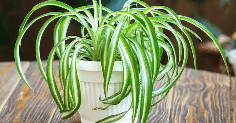 Phalangium o planta araña: guía completa de cuidados y beneficios