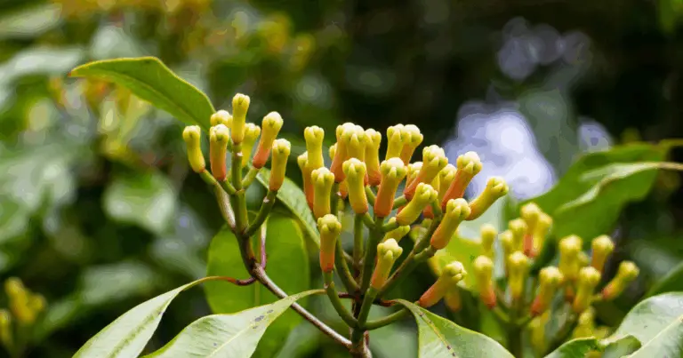 Cómo cultivar un clavo de olor en casa: guía completa
