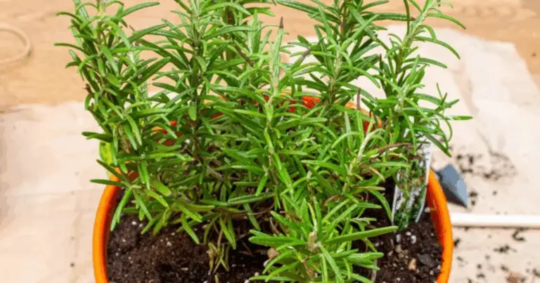 Cómo cultivar romero en casa y aprovechar todos sus beneficios