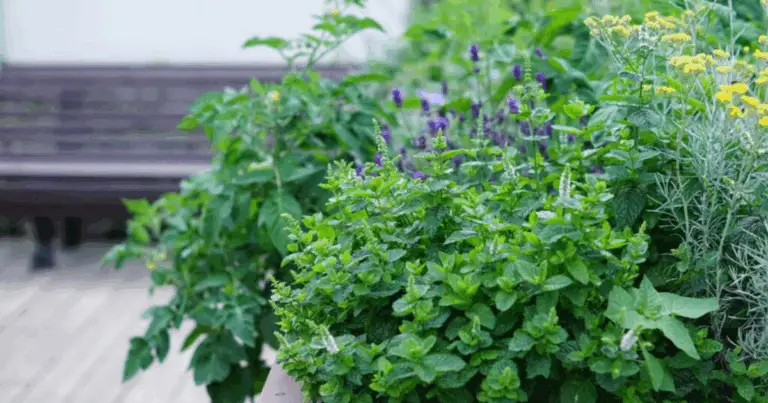 Cómo podar hierbas aromáticas: guía práctica para mantener albahaca, menta y orégano sanos y sabrosos