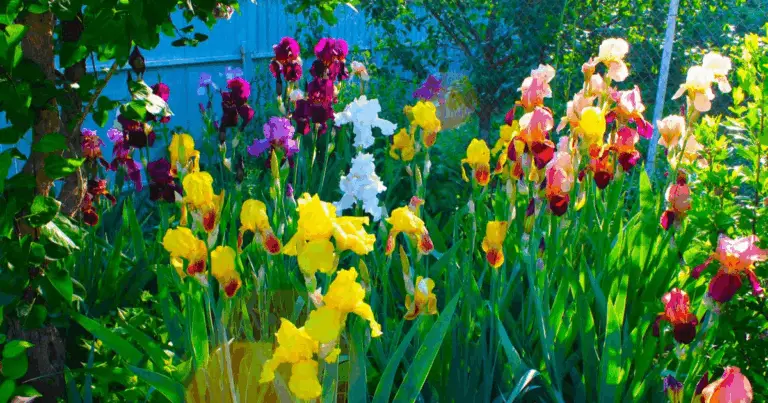 La belleza de un jardín florecido: guía completa para disfrutar y mantenerlo