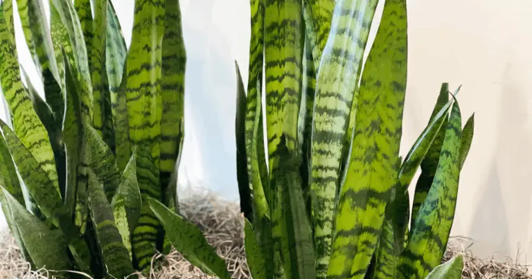 Sansevieria o lengua de suegra: guía completa de cuidados, propagación y beneficios decorativos
