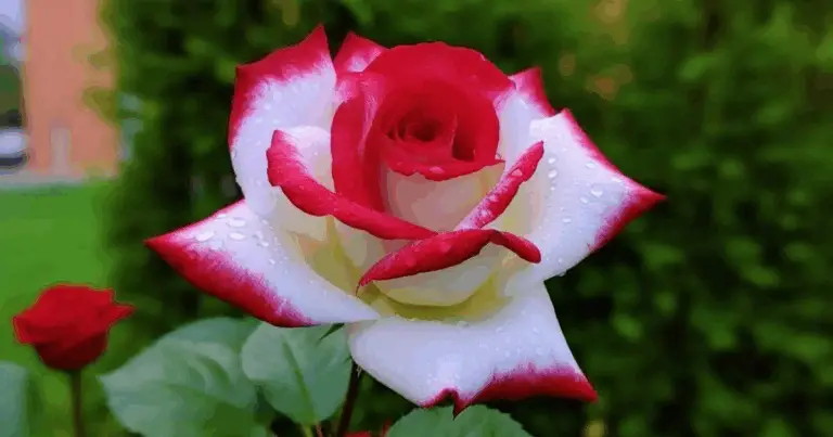 Cómo cultivar rosas desde semillas paso a paso: guía completa para principiantes