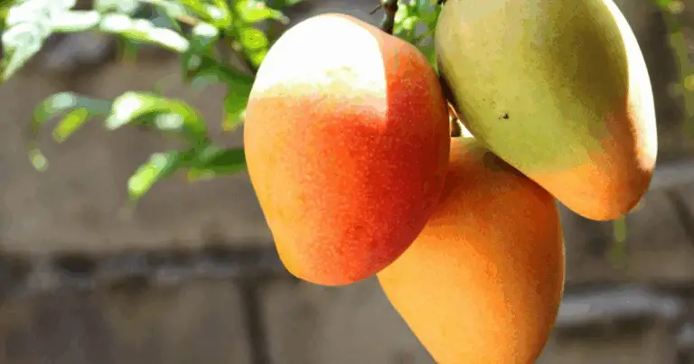 Mango en casa: por qué no puedes enraizar hojas y cómo germinar una semilla de mango con éxito