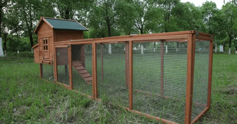 Gallinero en el patio: guía completa para construirlo, mantenerlo y evitar errores