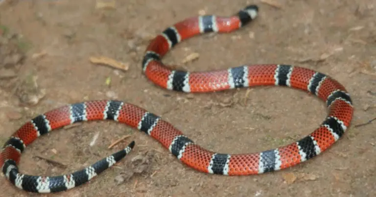 Cómo distinguir serpientes venenosas de inofensivas: guía de identificación y seguridad