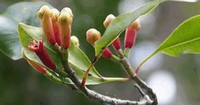 Cultivar clavo de olor en casa: guía completa para principiantes