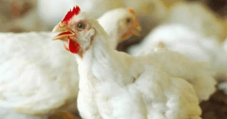 Puntos de acupresión para aliviar el dolor: guía completa y práctica