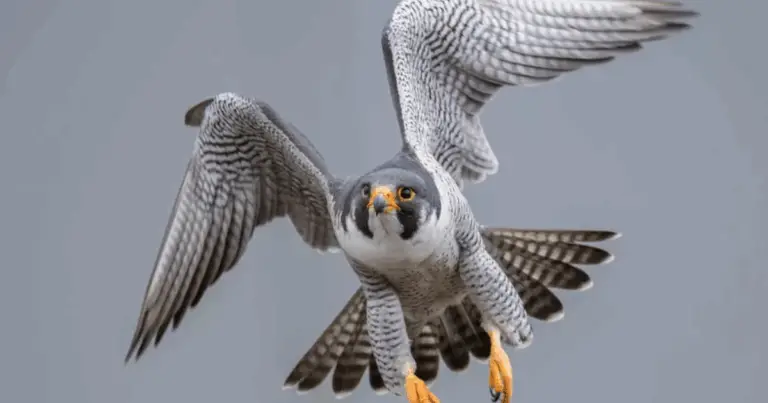 Animales más rápidos del mundo: ranking real, datos fiables y consejos de observación