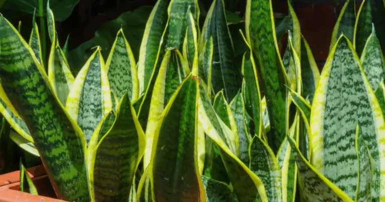 Cómo hacer florecer la espada de San Jorge y perfumar tu hogar